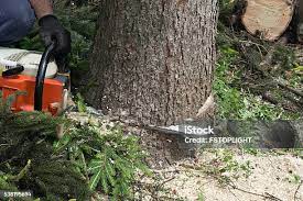 How Our Tree Care Process Works  in  Hickam Housing, HI