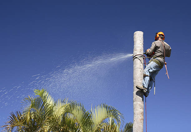 Best Tree Disease Treatment  in Ckam Housing, HI