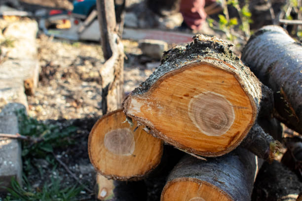 Best Tree Maintenance Programs  in Ckam Housing, HI